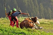 13 Elicottero scarica mucca...caduta e recuperata in un canale